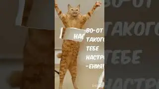 Ну очень смешные фото животных #животные#ржачные#прикол#смешное#а4 #кот#такса#бульдог#David1olet