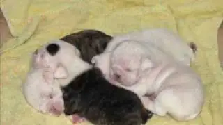 Magnolia Bulldogs - Litter Born 3/15/09 - Four Weeks Old...English Bulldog Puppies AKC