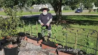 241005 End of Season Baby Bubba Okra