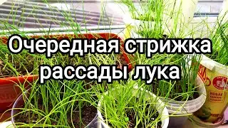 Очередная стрижка рассады лука. Зачем стричь рассаду лука? 