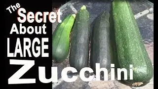 Zucchini-Grow Large Squash in the Garden-What you SHOULD KNOW-Growing Harvest Eating Cooking Storing