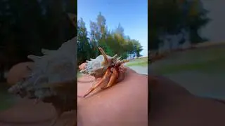 Conch🐚🦀sangu🪸 