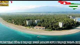 Реликтовые Сосны в Пицунде зимой [Абхазия море в Пицунде январь 2023 1]