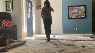 Duke the Dog: Practicing “Place” Command for Impulse Control