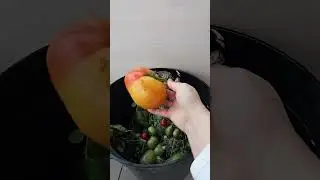 последние сласти с огорода
