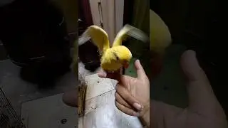 yellow ringneck baby flying #shorts #youtubeshorts #parrot #mittoo #birds #yellowparrot yell
