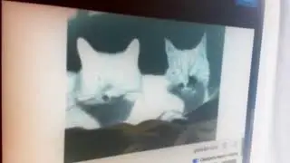 Коты говорят с людьми приколы