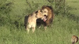 The Most Successful Lion Pride In Kruger National Park - Watch Them All