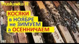 #Пчёлы