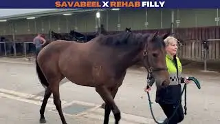 Mailbag Bloodstock | Savabeel x Rehab Filly