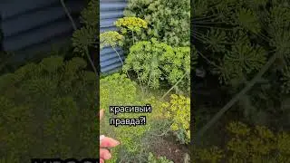 30 июля 2024 г.