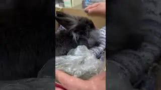 Rocky in Hospital (part 1)