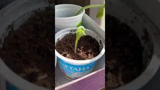 Этот кабачок меня разочаровал! Больше сажать не буду! #shots #кабачки