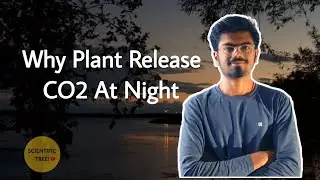 Why Plant Release CO2 At Night 🌳🌳#botany