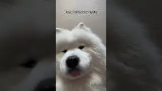 Do I look handsome? #fyp #youtubeshorts  #youtube #shorts #shortvideo #yt #viral #samoyed #cutedog