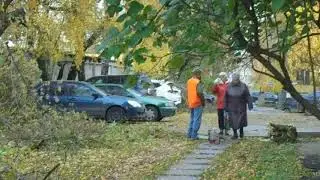2 Уничтожение деревьев аллеи 3