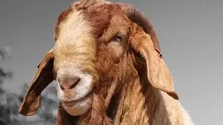 Goats for Lamb Production - Boer Goat