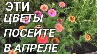 Какие ЦВЕТЫ посеем в середине АПРЕЛЯ на рассаду