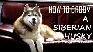 SIBERIAN HUSKY | Grooming