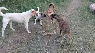 Sibling Stray pups/Mother dog eating raw meat/chicken feet/brinjal curry/Mountain Village 