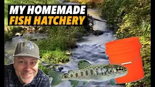 My HOMEMADE FISH HATCHERY (Will it work?) 🤷🏻‍♂️