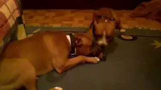 Amstaff playing - Max & Tara