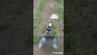 купил дачу, облагораживание, к грядкам потянуло
