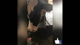 Такого вы ещё точно не видели! Секреты выращивания домашнего скота!