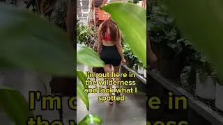 Steve Irwin in his natural habitat 