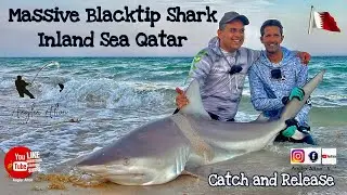 Catching Big Sharks - Fishing in  Qatar