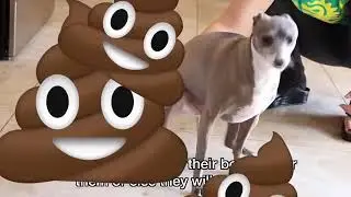 Amazing How To Care For Your Cermet