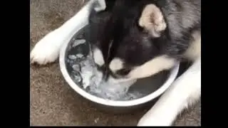 41   Dogs