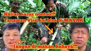 TANAMAN YANG LAGI VIRAL BISA BIKIN BIBIR JONTOR | JEJAK SI ABAH E12