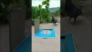 Really unique bird trap #shorts