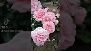 EDROSES/Троянда 🌹 Хоум енд Гарден (Home & Garden), Kordes, Німеччина, 2001.Флорибунда (Floribunda)
