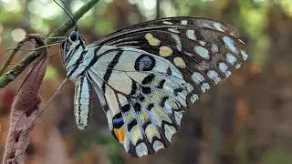 Fotoin Kupu-kupu dengan Gcam BSG8.1🦋