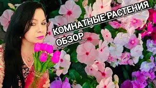 КОМНАТНЫЕ РАСТЕНИЯ ОБЗОР В ЦВЕТОЧНОМ МАГАЗИНЕ #цветы #nature #plants #влог #garden #обзор #
