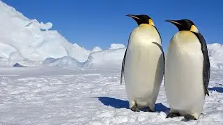 Misterious Antarctica - Jesse Cook "Once"