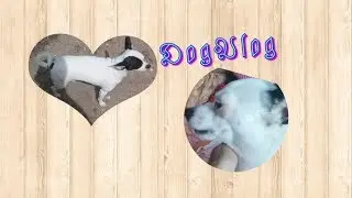 DogVlog:гуляем,посылка