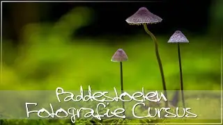 Basis Cursus Paddestoelen Fotograferen Promotie Video