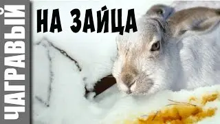 Rabbit hunting with trap | my new video