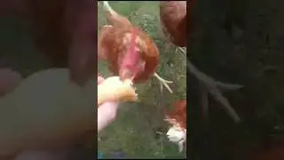 sportliche Hühner