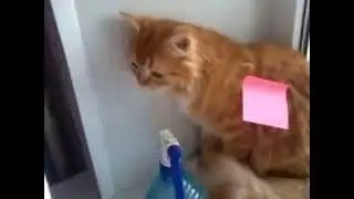 Мой Тоша 10