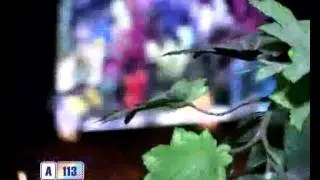 201106241507 PROGOROD  A113 svadba