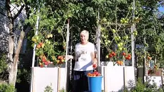 Как вырастить Помидорное дерево по ЭМ технологии