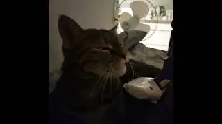 gotta brush the kitty 🐱
