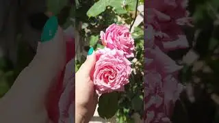 Плетистые розы в моем саду