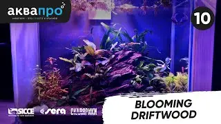 10. Blooming driftwood 