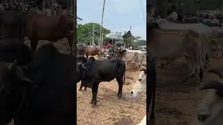 সাতমাইল হাটে ইন্ডিয়ান গরু #গরুর_হাট #ইন্ডিয়ান_গরু