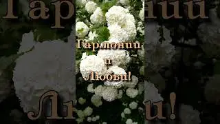 Одной тебе, тебе одной | Музыка для Души